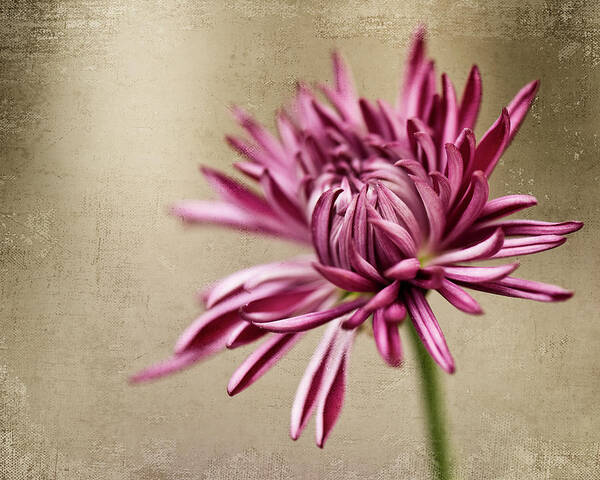 Chrysanthemum Art Print featuring the photograph Mum Flower by Jody Trappe Photography