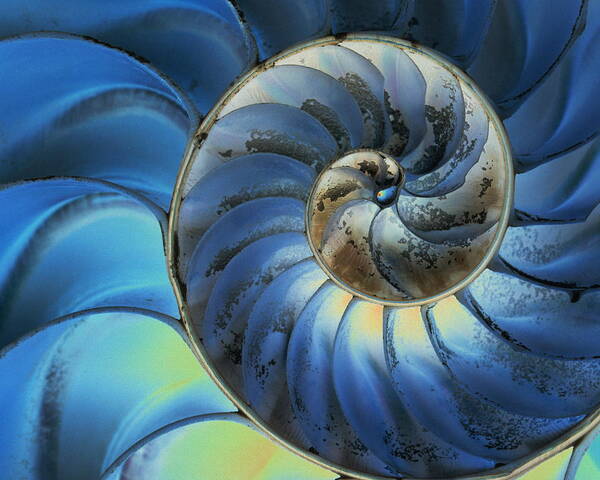 Animal Shell Art Print featuring the photograph Nautilus Shell by Gyro Photography/amanaimagesrf