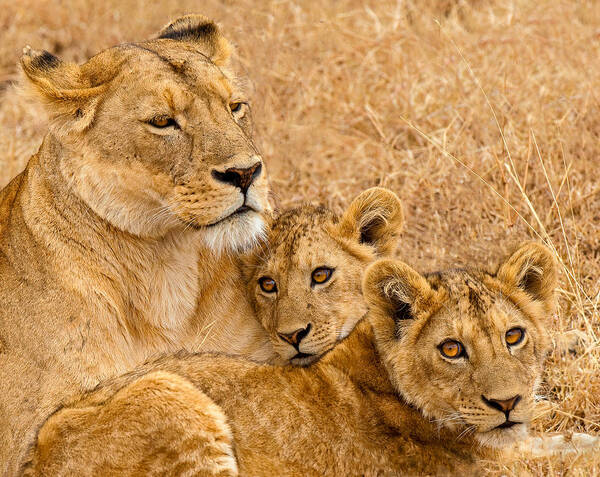 Lion Art Print featuring the photograph Ngorongoro Proud Mother by Marc Pelissier