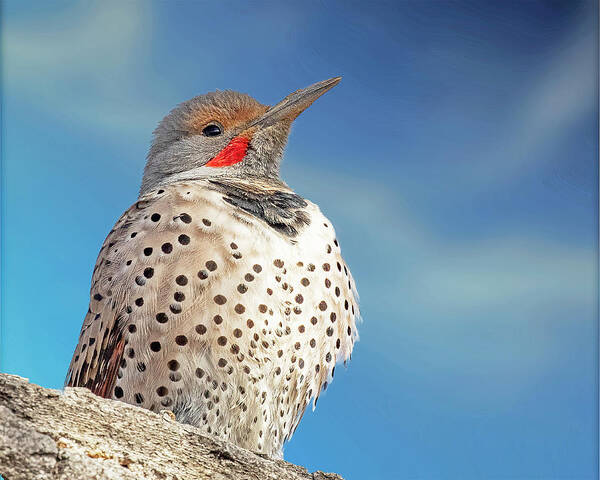Flicker Art Print featuring the photograph Northern Flicker Close Up by Lowell Monke