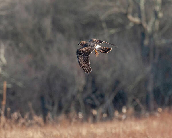 Northern Harrier Art Print featuring the photograph Northern Harrier The Catch by Lara Ellis