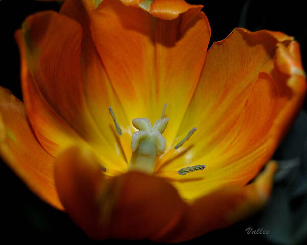 Flower Art Print featuring the photograph Open Tulip by Vallee Johnson
