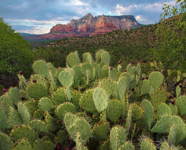 00574898 Art Print featuring the photograph Opuntia and Mountain, Red Rock-secret by Tim Fitzharris