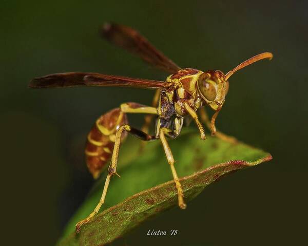 Wasp Art Print featuring the photograph Paper Wasp by Larry Linton