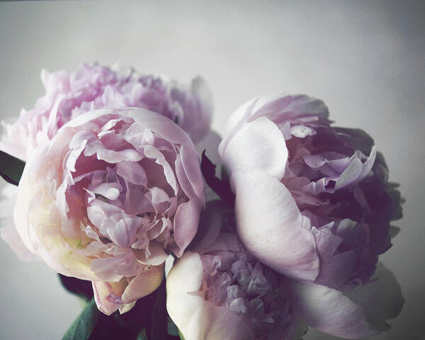  Flower Photograph Art Print featuring the photograph Peonies on Gray by Lupen Grainne