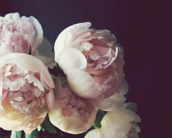 Peony Art Print featuring the photograph Peony Three by Lupen Grainne