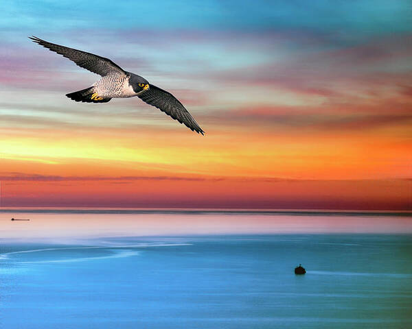 Animal Themes Art Print featuring the photograph Peregrine Sunrise by Jnhphoto