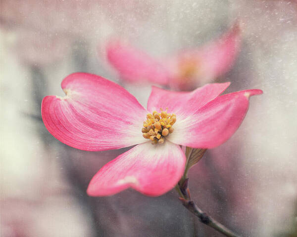 Flower Art Print featuring the photograph Pink Dogwood by Magda Bognar