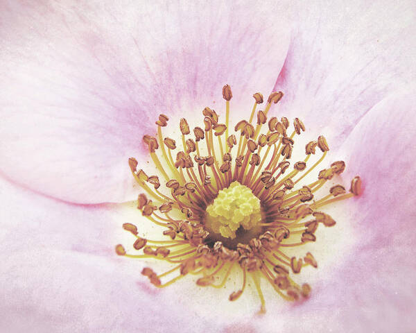 Rose Art Print featuring the photograph Radiant Center by Lupen Grainne