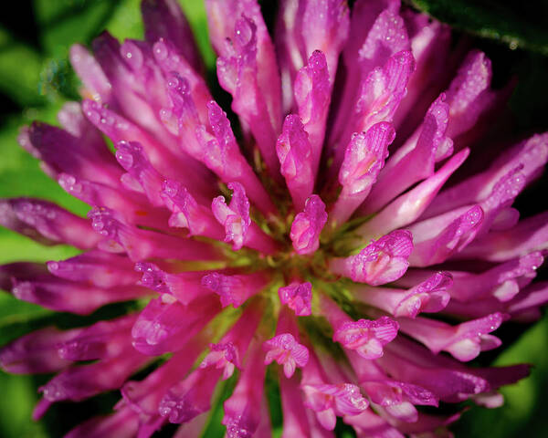 Flower Art Print featuring the photograph Red Clover Flower by Jeff Phillippi