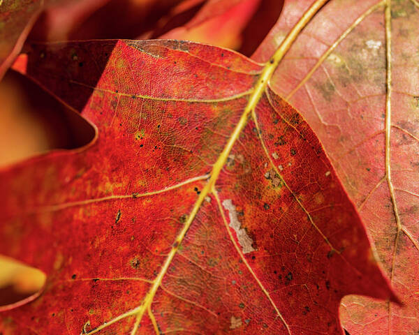 Fall Art Print featuring the photograph Nature Photography - Fall Leaves by Amelia Pearn