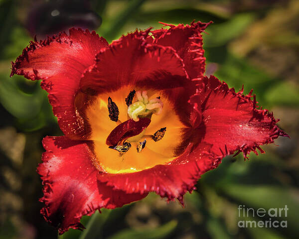 Tulip Art Print featuring the photograph Red tulip by Lyl Dil Creations