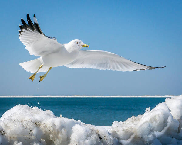 Ring-billed Art Print featuring the photograph Ring-billed Gull by Ed Esposito