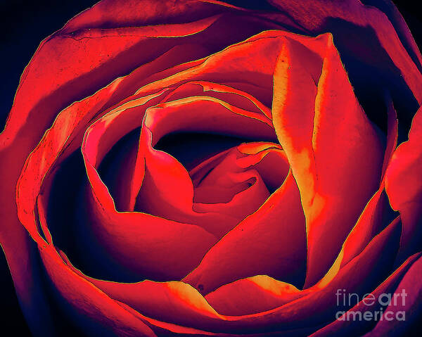 Rose Art Print featuring the photograph Rose by Charles Muhle