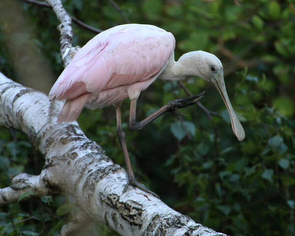 Wildlife Art Print featuring the photograph Roseate Spoonbill 20 by William Selander