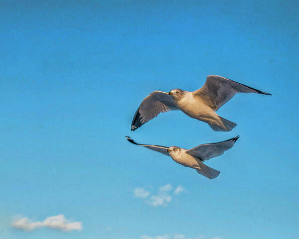 Seagulls Art Print featuring the photograph Seagulls in Flight 3 by Cathy Kovarik