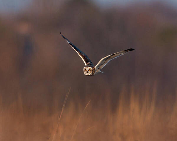 Animal Themes Art Print featuring the photograph Short-eared Owl by Photo By Dcdavis