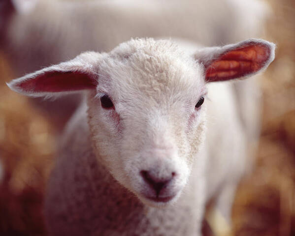 Care Art Print featuring the photograph Single Lamb by Adrian Burke