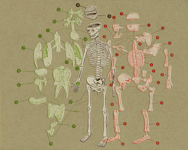 Body Art Print featuring the drawing Skeleton and Body Parts Diagram by CSA Images