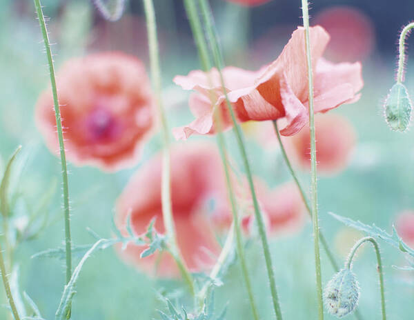 Belgium Art Print featuring the photograph Soft Focus Close-up Of Red Corn Poppy by Eschcollection