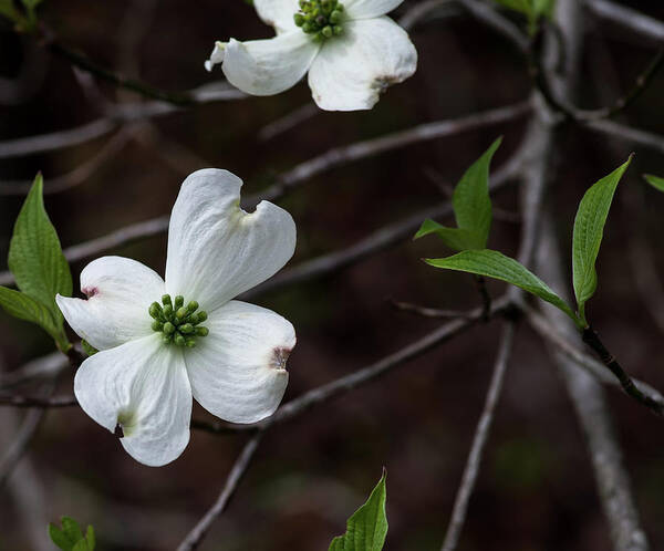 Floral Art Print featuring the photograph Solo Dogwood by Thomas Whitehurst