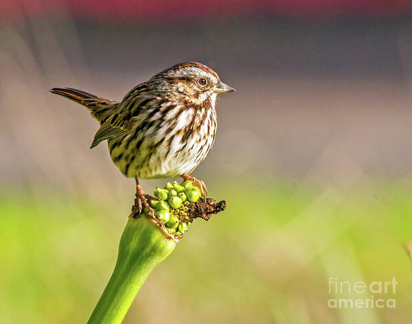 Song Sparrow Art Print featuring the photograph Songster Perching by Kate Brown