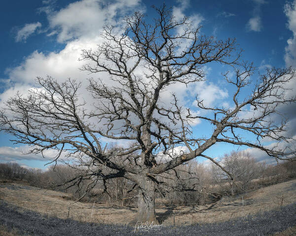 Tree Art Print featuring the photograph Spider Tree by Phil S Addis