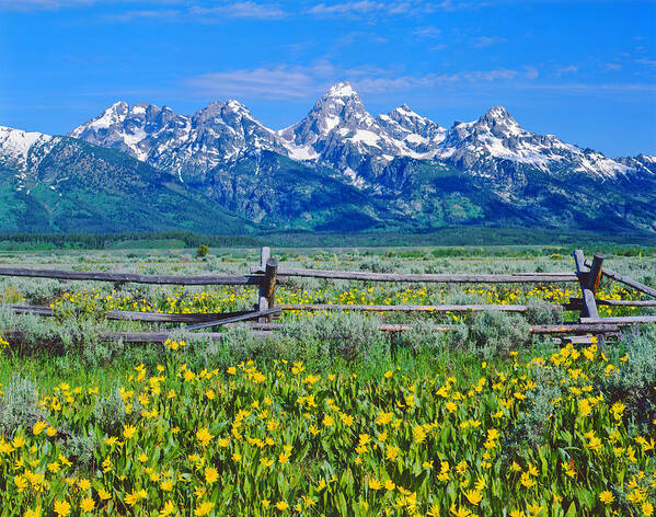 Scenics Art Print featuring the photograph Spring In Grand Teton National Park by Ron thomas