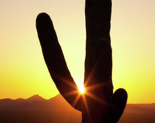Saguaro Cactus Art Print featuring the photograph Sunset Cactus by Kencanning