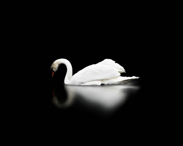 Swan Art Print featuring the photograph Swan by Scott Meyer