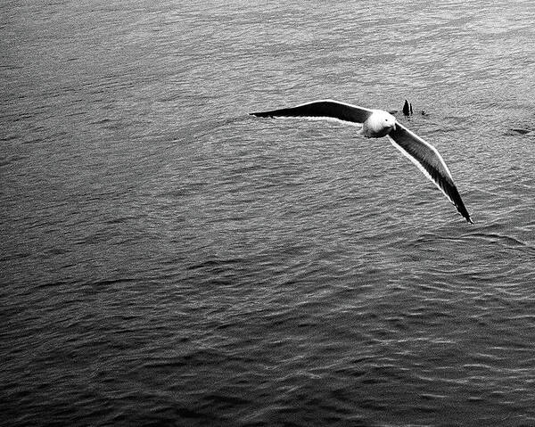 Film. Seagull Art Print featuring the photograph Swooping in by Lora Lee Chapman