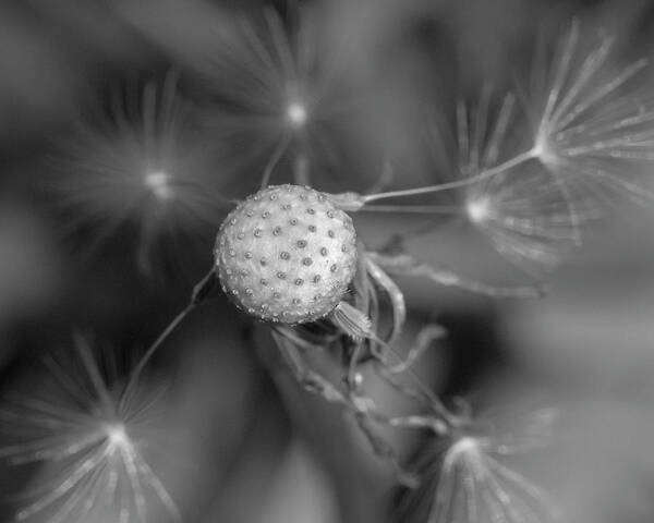 Dandelion Art Print featuring the photograph That's Just Dandy 7 by Dusty Wynne