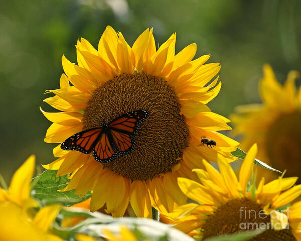 Sunflower Art Print featuring the photograph The butterfly the bee and the sunflower by Heather King