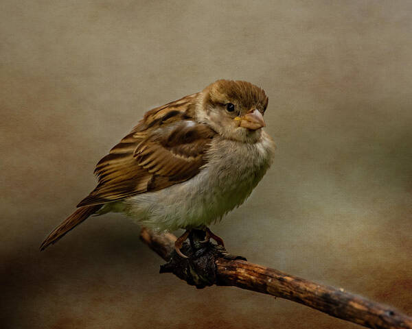 Bird Art Print featuring the photograph The Fledgeling by Cathy Kovarik