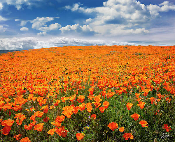 Antelope Valley Poppy Reserve Art Print featuring the photograph The Poppy Field by Endre Balogh
