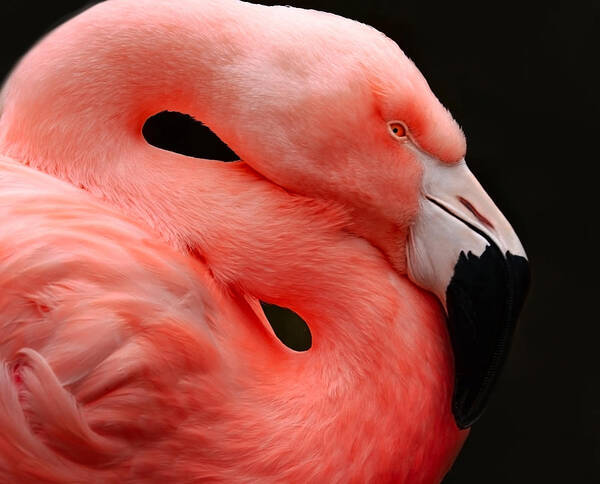 Bird
Flamingo
Pink Art Print featuring the photograph The S Curve by Robin Wechsler
