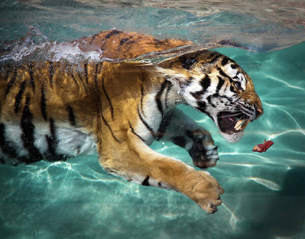 Underwater Art Print featuring the photograph Tiger by Sean Duan