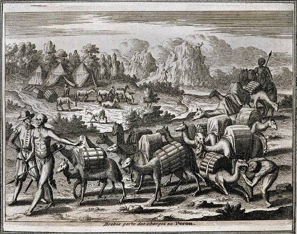 Bry Theodore Art Print featuring the drawing West Indian Travels - 1590 -america-part 4-llamas Carrying Silver From Potosi - 16th Century. by Theodor de Bry -1528-1598-