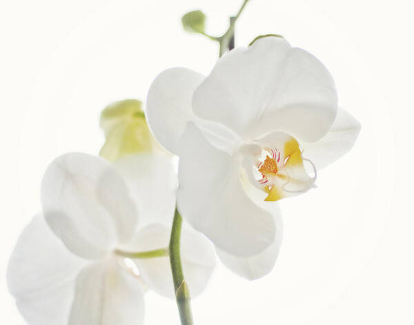 White Background Art Print featuring the photograph White Orchid by Trudie Davidson
