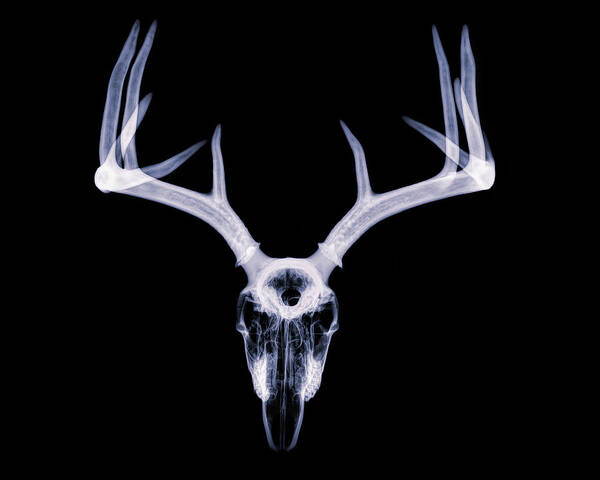 Kansas Art Print featuring the photograph White-tailed Deer x-ray 011 by Rob Graham