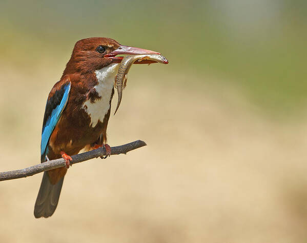 Kingfisher Art Print featuring the photograph White Throated Kingfisher by Shlomo Waldmann