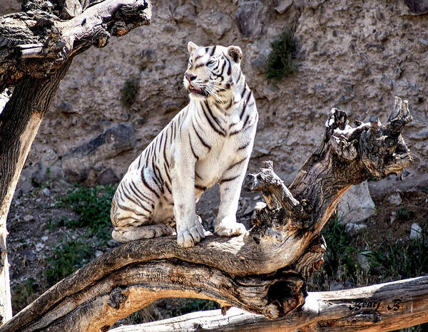 White Tiger Art Print featuring the photograph White Tiger by Bearj B Photo Art