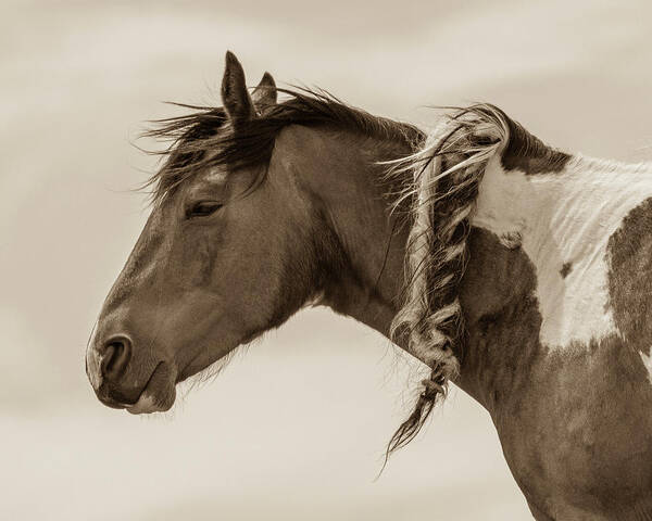 Wild Horses Art Print featuring the photograph Wild Braids 2 by Mary Hone