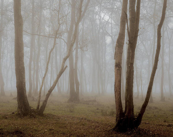 Fog Art Print featuring the photograph Willows In The Mist. by Tony Messner