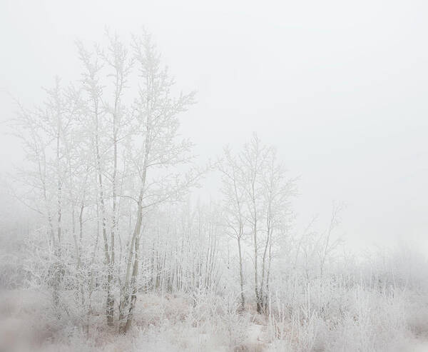 Snow Art Print featuring the photograph Winter Woods 03 by Phil And Karen Rispin
