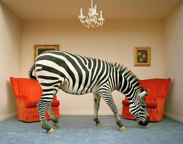 Out Of Context Art Print featuring the photograph Zebra In Living Room Smelling Rug, Side by Matthias Clamer