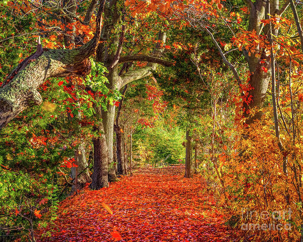 Autumn Art Print featuring the photograph Autumn Path #1 by Sean Mills