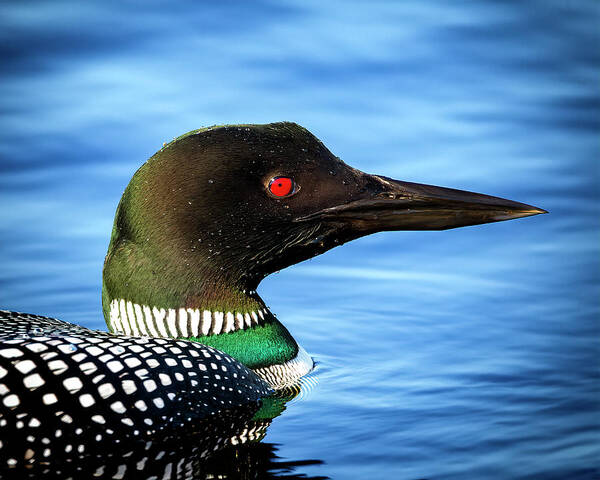 Common Loon Art Print featuring the photograph Common Loon by Al Mueller