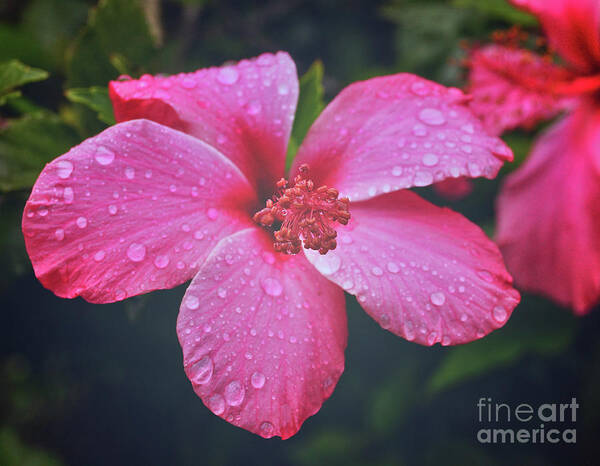 Hibiscus Art Print featuring the photograph Hibiscus #1 by Cassandra Buckley