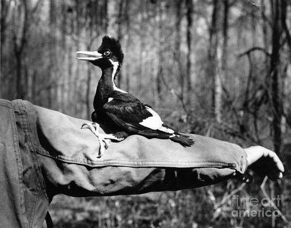 8v3737 Art Print featuring the photograph Ivory-Billed Woodpecker Nestling #1 by James T Tanner